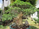 Different wrightia religosa Bonsai14