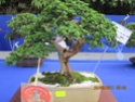 May 2011 Penang Bonsai & Adenium Competiton Gallery Bonsai16