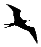 Frigatebirds