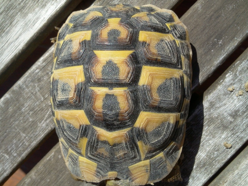 Identification d'une tortue de terre hermann Photo012