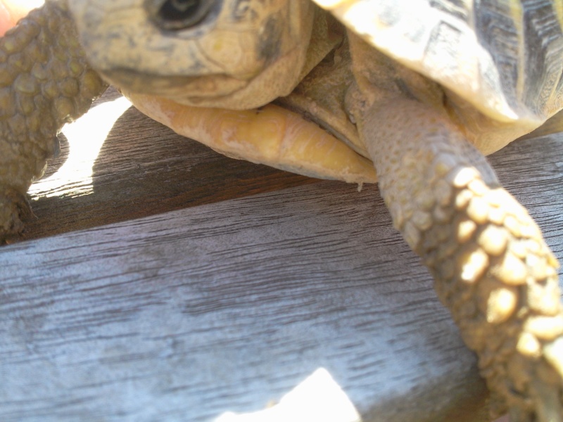 Identification d'une tortue de terre hermann Photo013