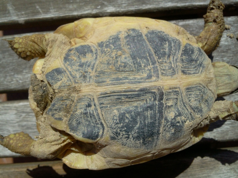 Identification d'une tortue de terre hermann Photo015