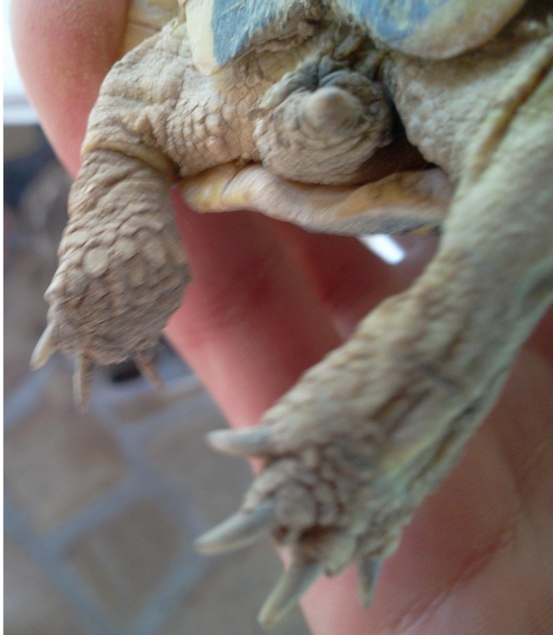 Identification d'une tortue de terre hermann Photo018