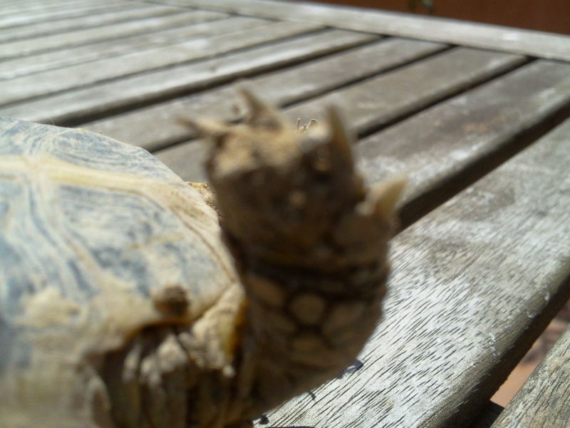 Identification d'une tortue de terre hermann Photo019