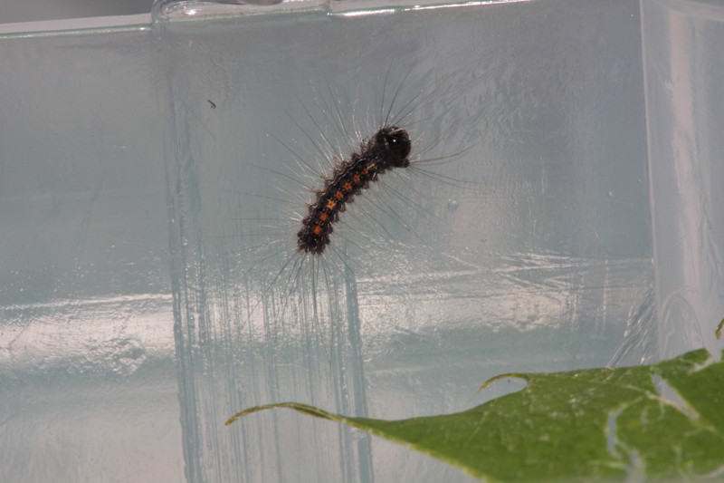 Chenille de Lymantria dispar L_d_2_10