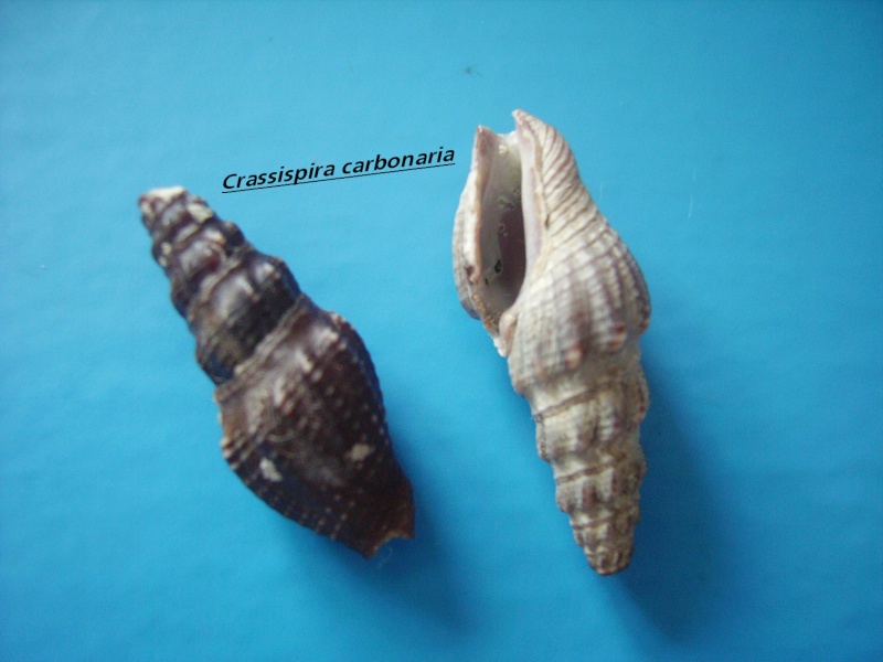 Crassispira carbonaria (Reeve, 1843) Crassi12