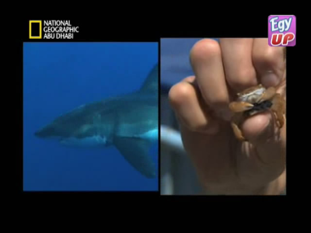  حصريا // فيلم وثائقى عن كيفية اصتياد اسماك القرش المفترسة من المحيط وعن انواع الاسماك المفترسة على اكثر منن سيرفر  13865410