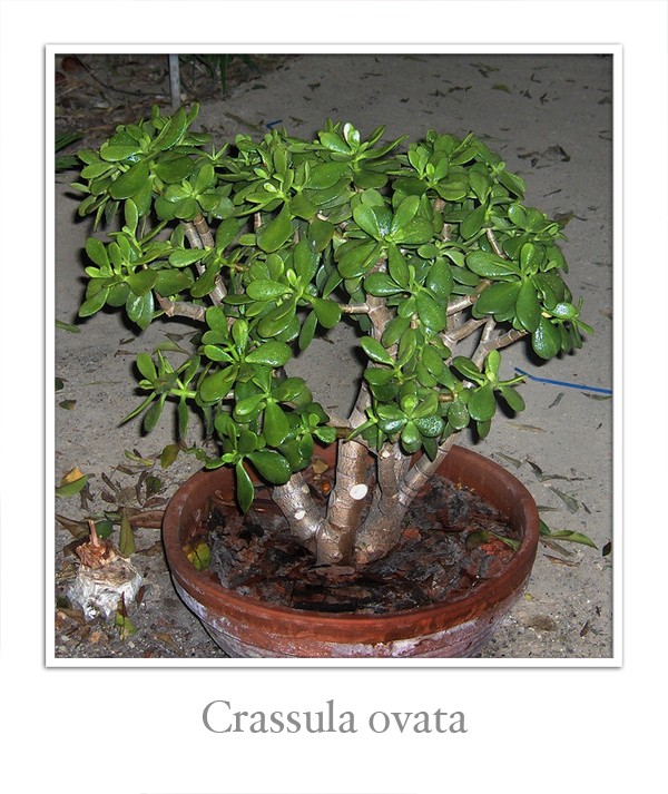 Крассула- Толстянка- Денежное дерево Crassu11