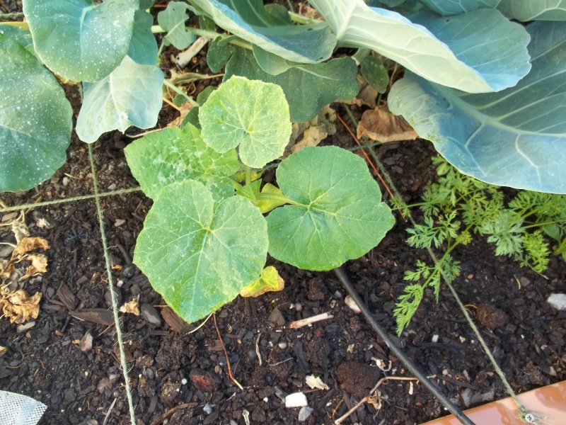 Squash Plant 102_0011