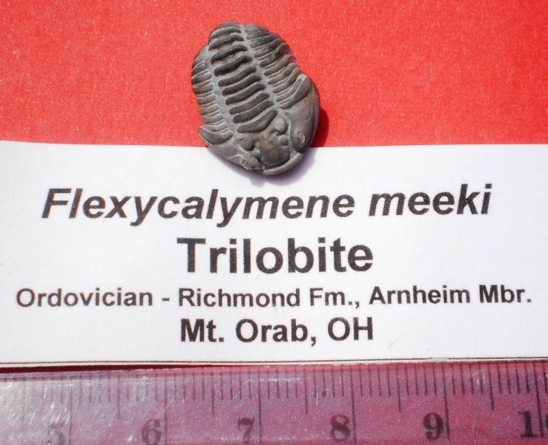 USA : les trilobites P6041311