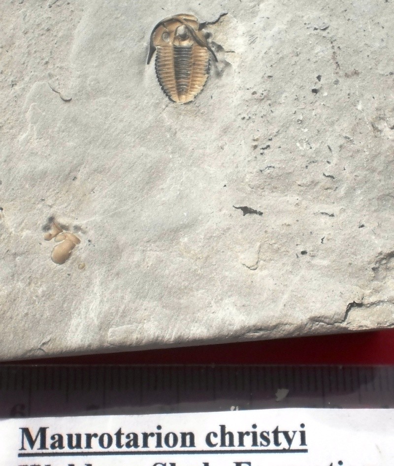 USA : les trilobites P6041312