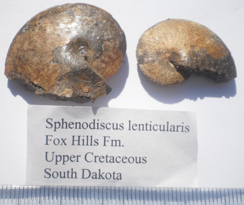 USA-Ammonites- P6161411