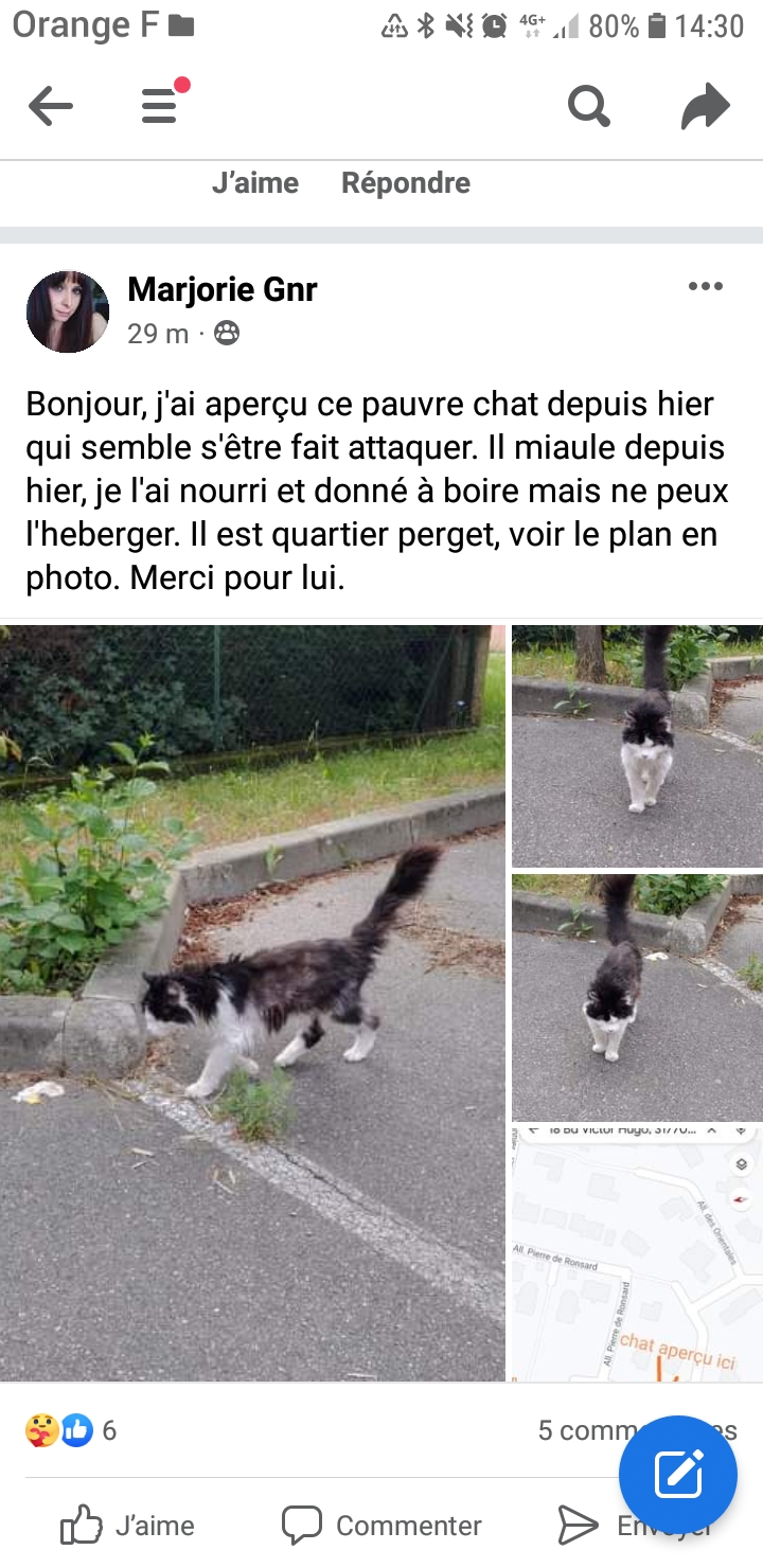 Propriétaire retrouvé - Chat noir et blanc Allée des Orientales Img-2278