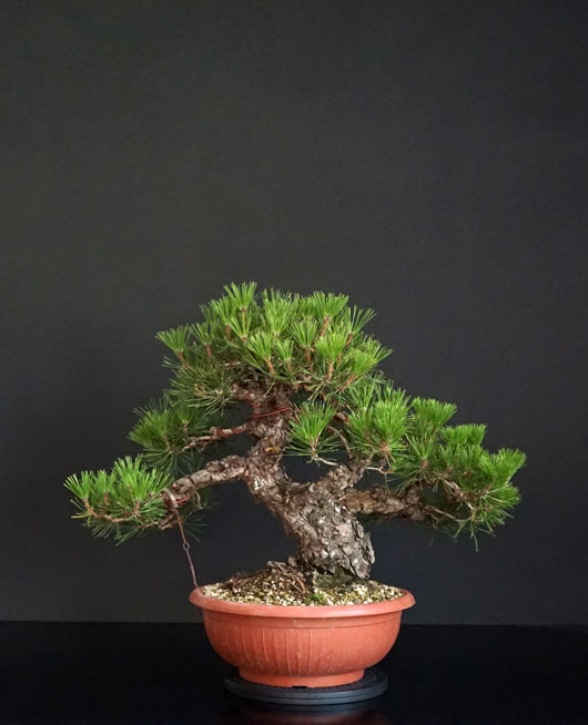 Pino Nero Giapponese 2 - Pinus Thumbergii 2 - Pagina 2 3_retr13