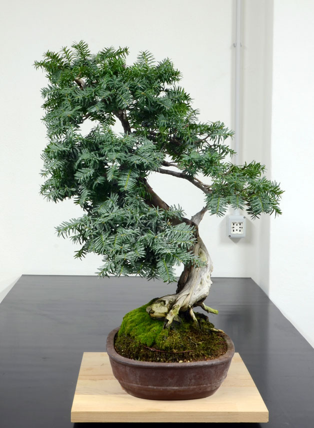 Taxus Baccata 6--lat10