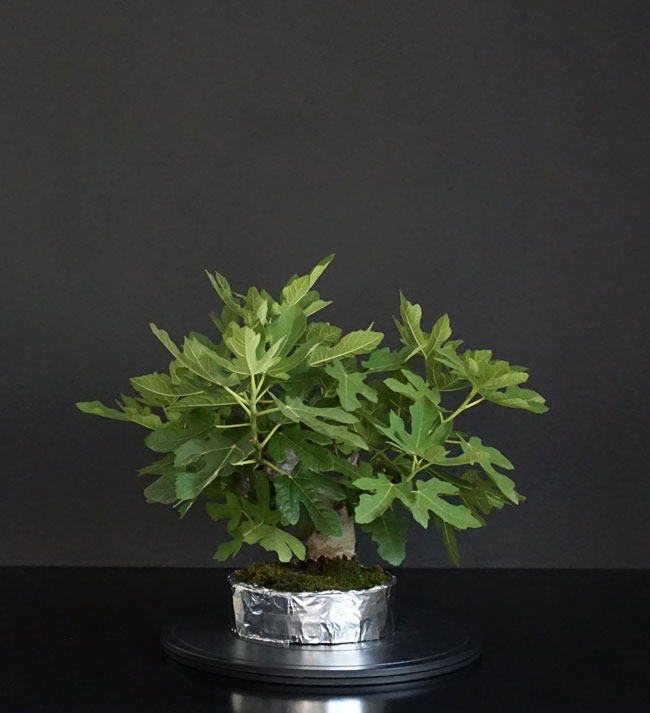 Protezione Vasi Ficus-10