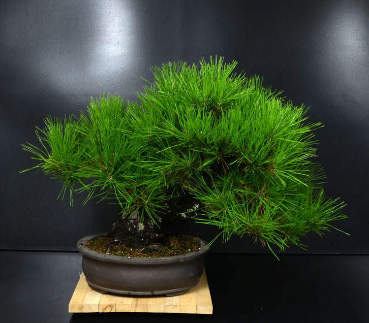 Pino Nero Giapponese 2 - Pinus Thumbergii 2 Fronte11