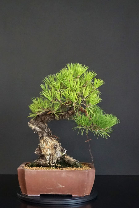 Pino Nero Giapponese - Pinus Thumbergii - Pagina 2 Fronte19