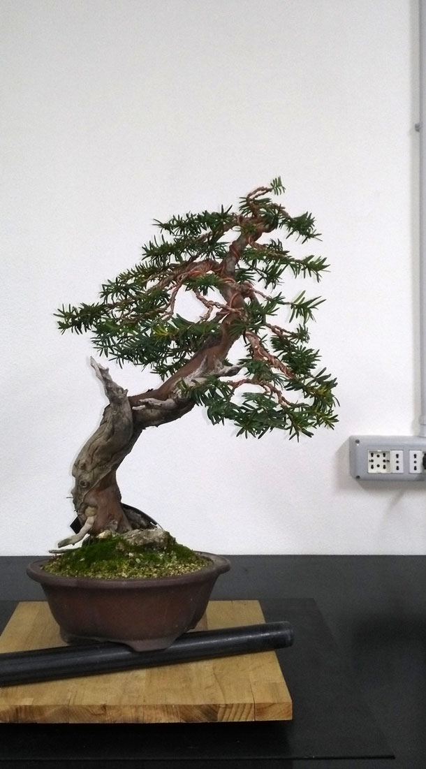 Taxus Baccata Lato-s14