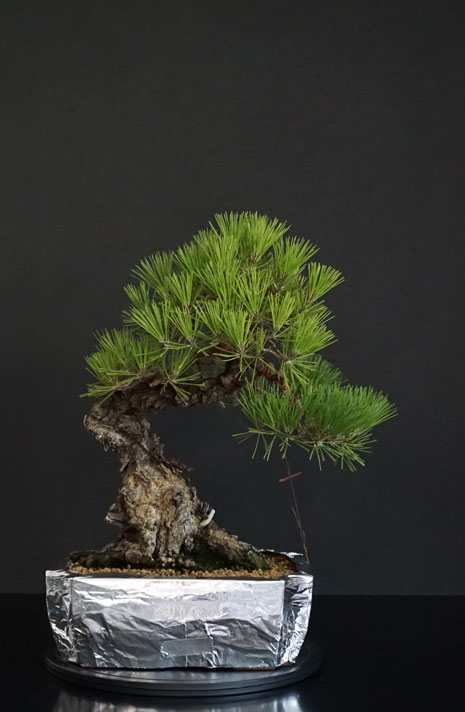 Protezione Vasi Pinus-10