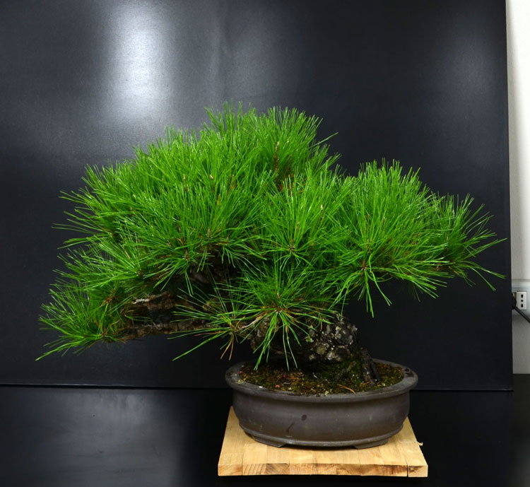 Pino Nero Giapponese 2 - Pinus Thumbergii 2 Retro_11