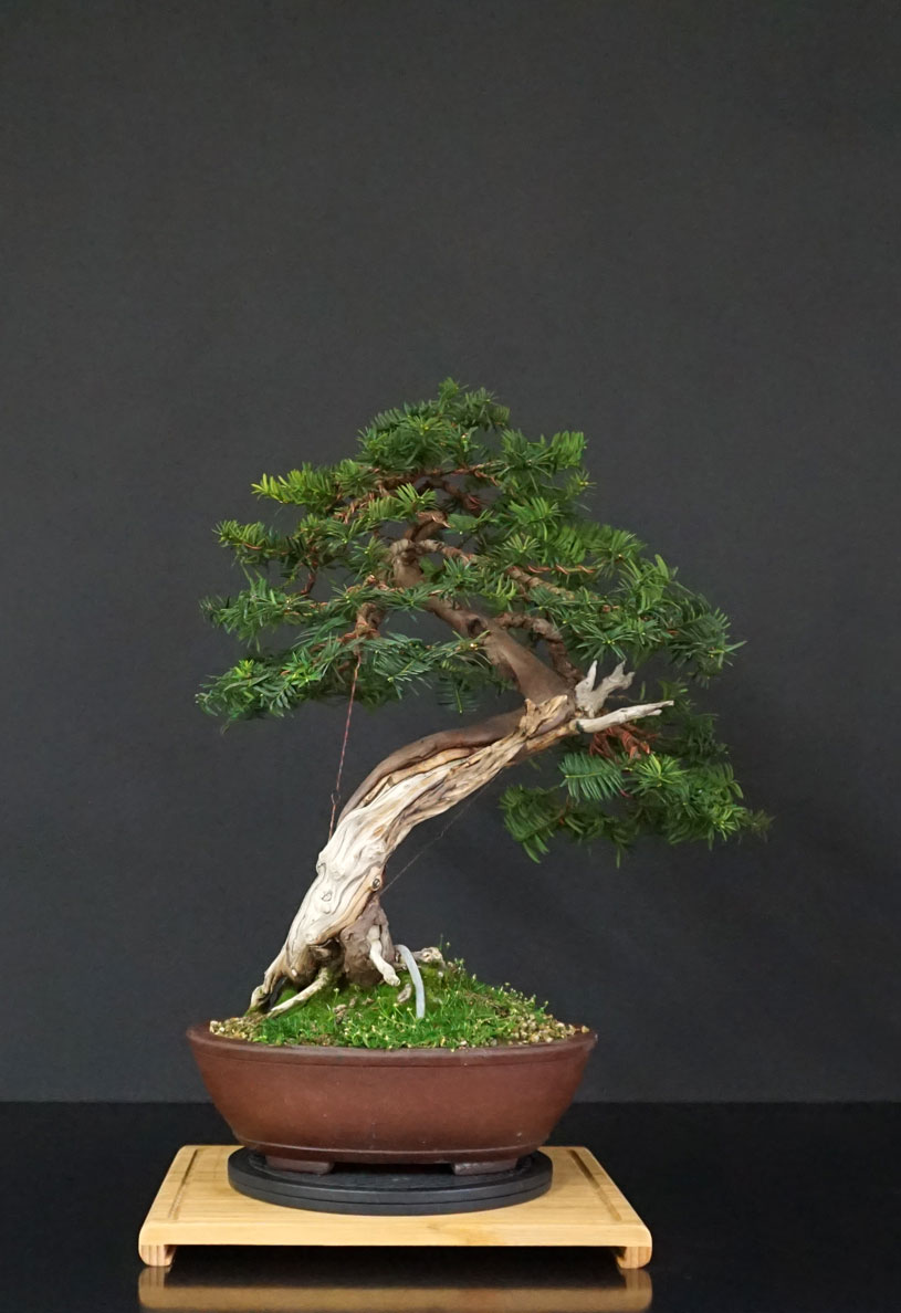 Taxus Baccata - Pagina 2 Retro_23