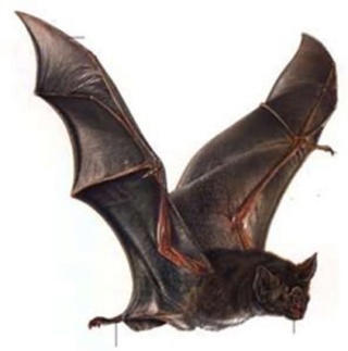 Batman a-t-il existé ? Desmod10