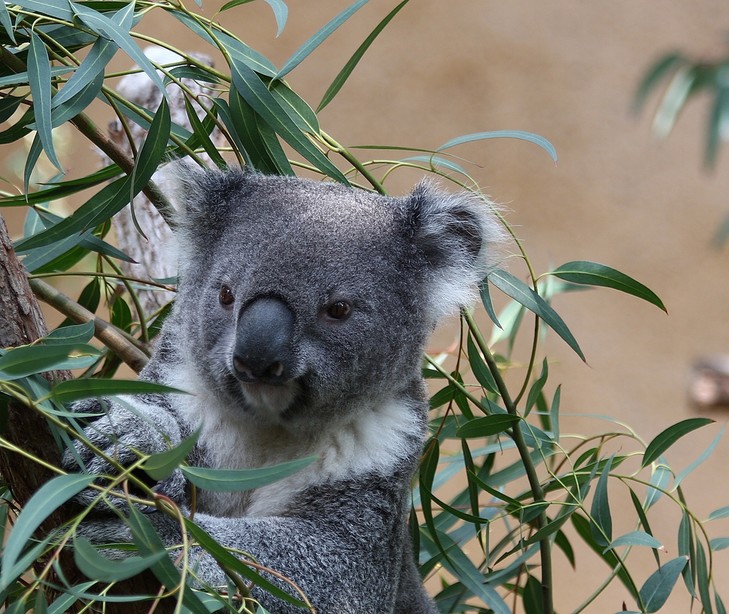 Koalas : légendes du Temps du Rêve et symboles anciens Le-koa10