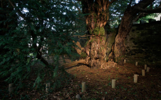 L’arbre symbole et source de vie Yew-3_10