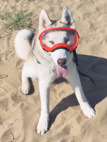 Husky goggles hotsell