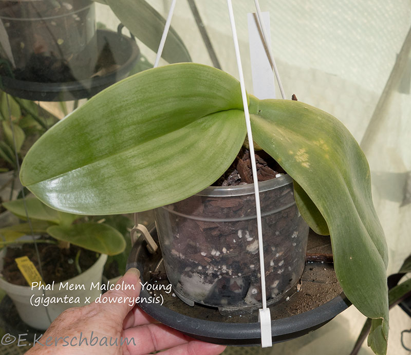 Phalaenopsis gigantea x doweryensis (Mem Malcolm Young) Dsc05814