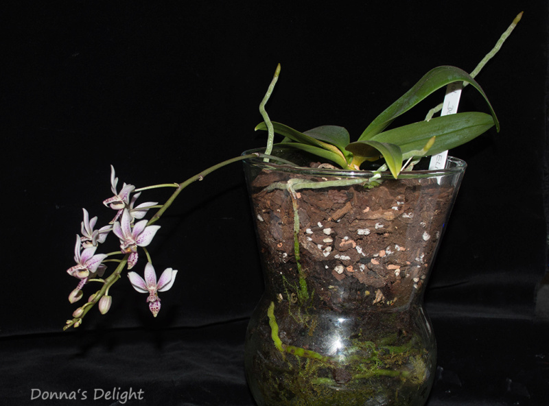 Phalaenopsis equestris x finleyi (Donna's Delight ) - Seite 4 Dsc_2910