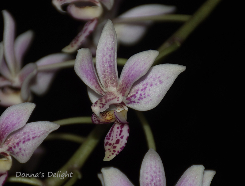 Phalaenopsis equestris x finleyi (Donna's Delight ) - Seite 4 Dsc_2912