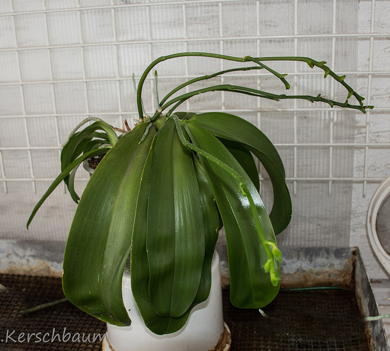 Phalaenopsis venosa x bellina (JIG) Dsc_4741