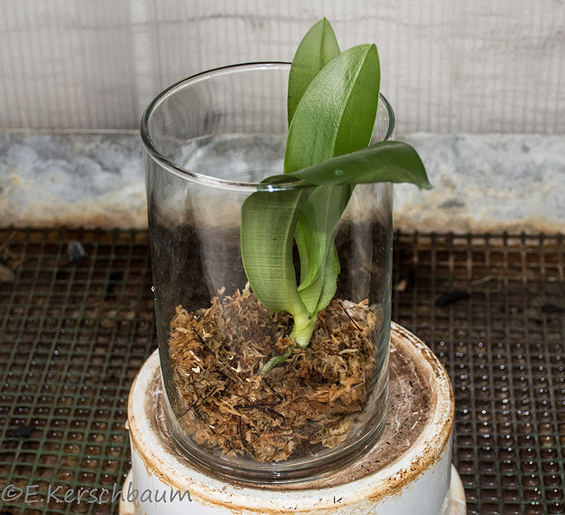 Phalaenopsis venosa x bellina (JIG) Dsc_4742