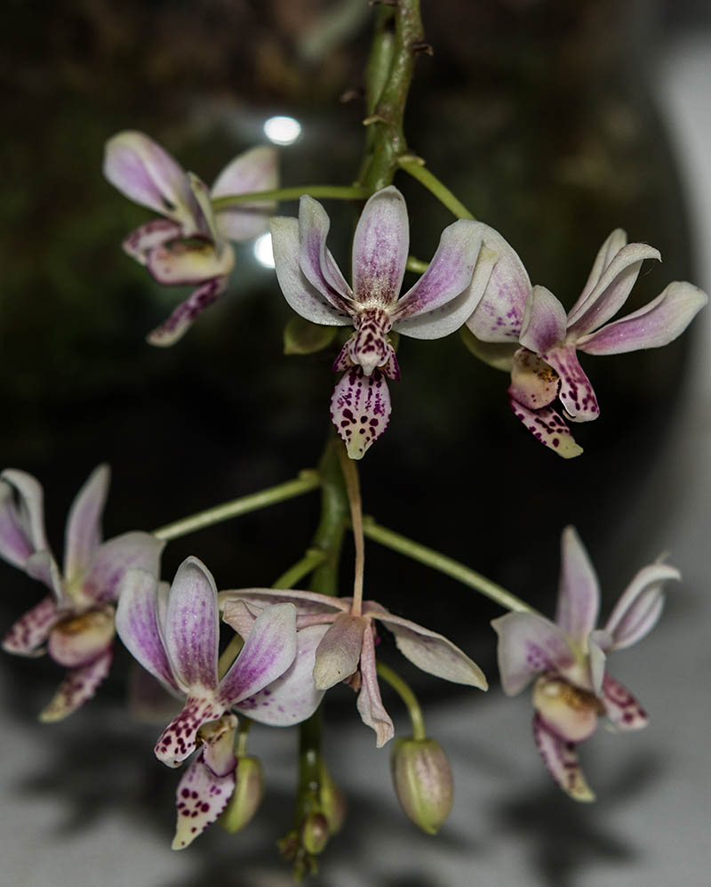 Phalaenopsis equestris x finleyi (Donna's Delight ) - Seite 8 Dsc_5030