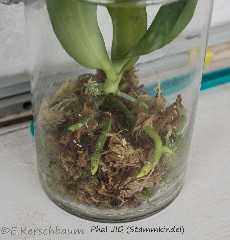 Phalaenopsis venosa x bellina (JIG) - Seite 2 Dsc_7725