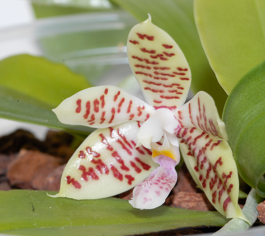 Phalaenopsis inscriptiosinensis x hieroglyphica (Toenne Tausend) Bluete10