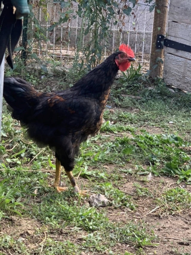 Comment Reconnaitre Une Poule D Un Coq A 3 Mois Comment Reconnaître Une Poule D'un Coq | AUTOMASITES