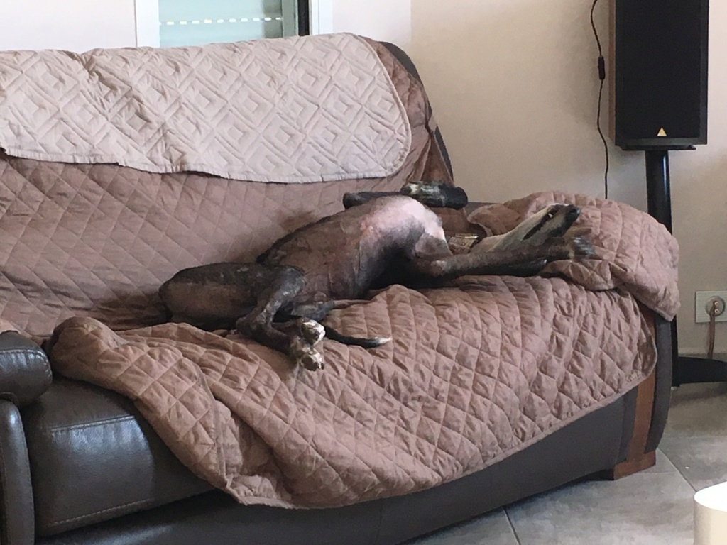 Raul ( Moro) galgo noir Adopté - Page 3 Fd8f8710