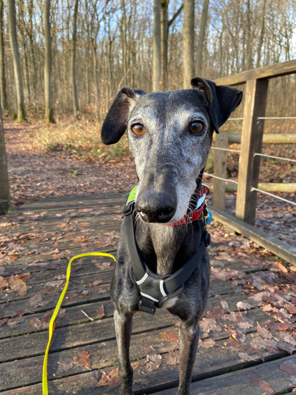 Raul ( Moro) galgo noir Adopté - Page 4 Img_1710