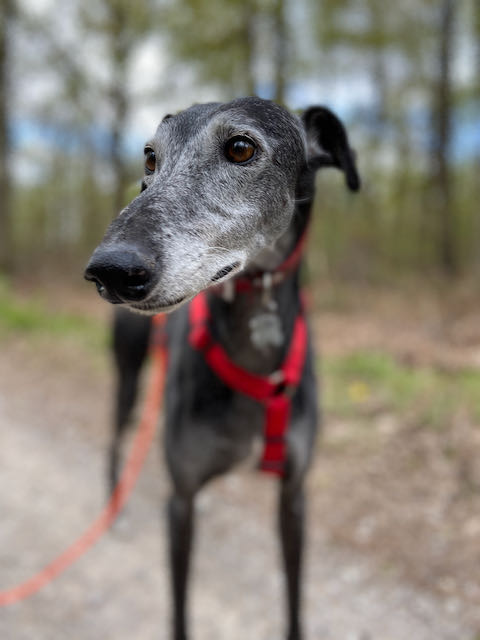 Raul ( Moro) galgo noir Adopté - Page 5 Img_5610