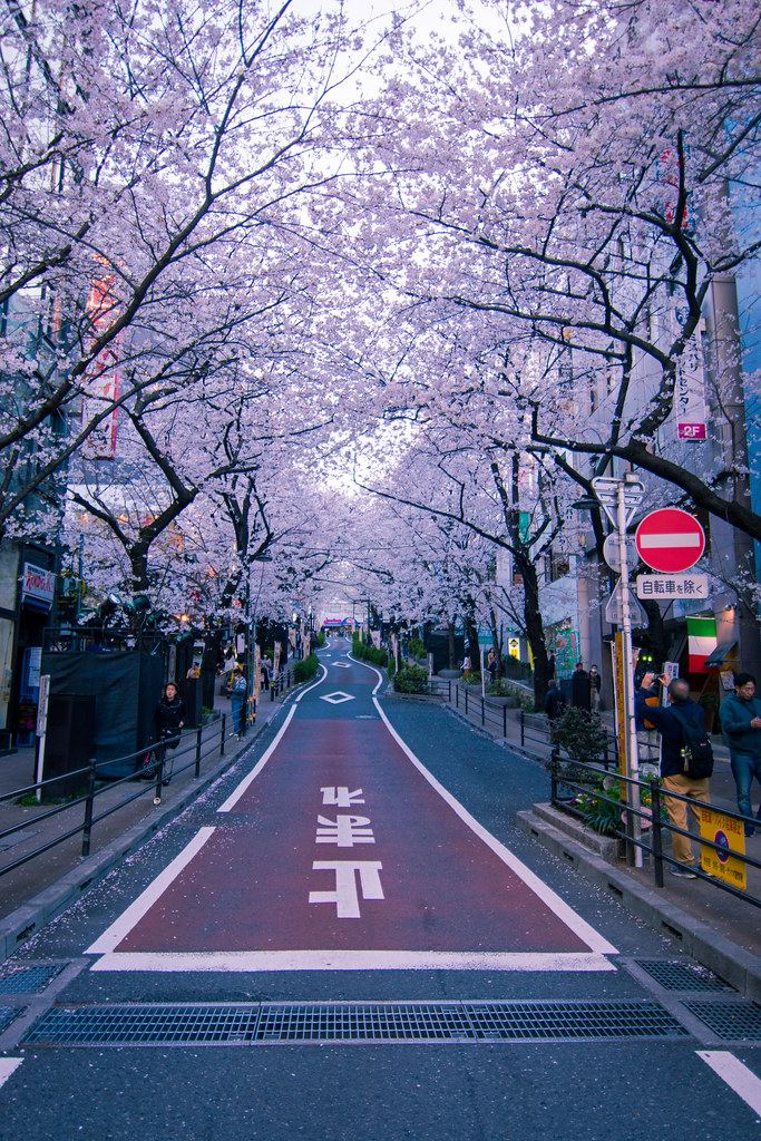 Tokyo : Les pique-niques sous les cerisiers en fleurs annulés Z111