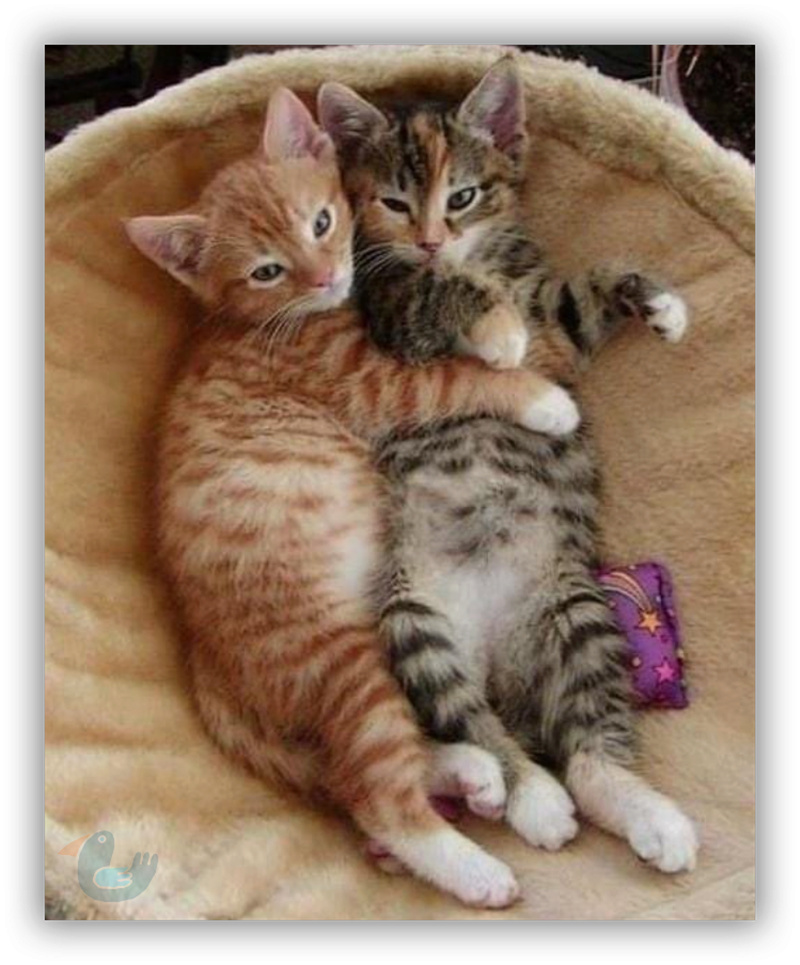 Mignons chatons et  ...autres chats Cc1210