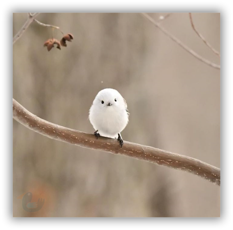 Oiseaux de toutes couleurs - Page 2 Sshot-12