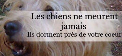 Dagobert est décédé à 11 ans 3 mois et 10 jours 14642510