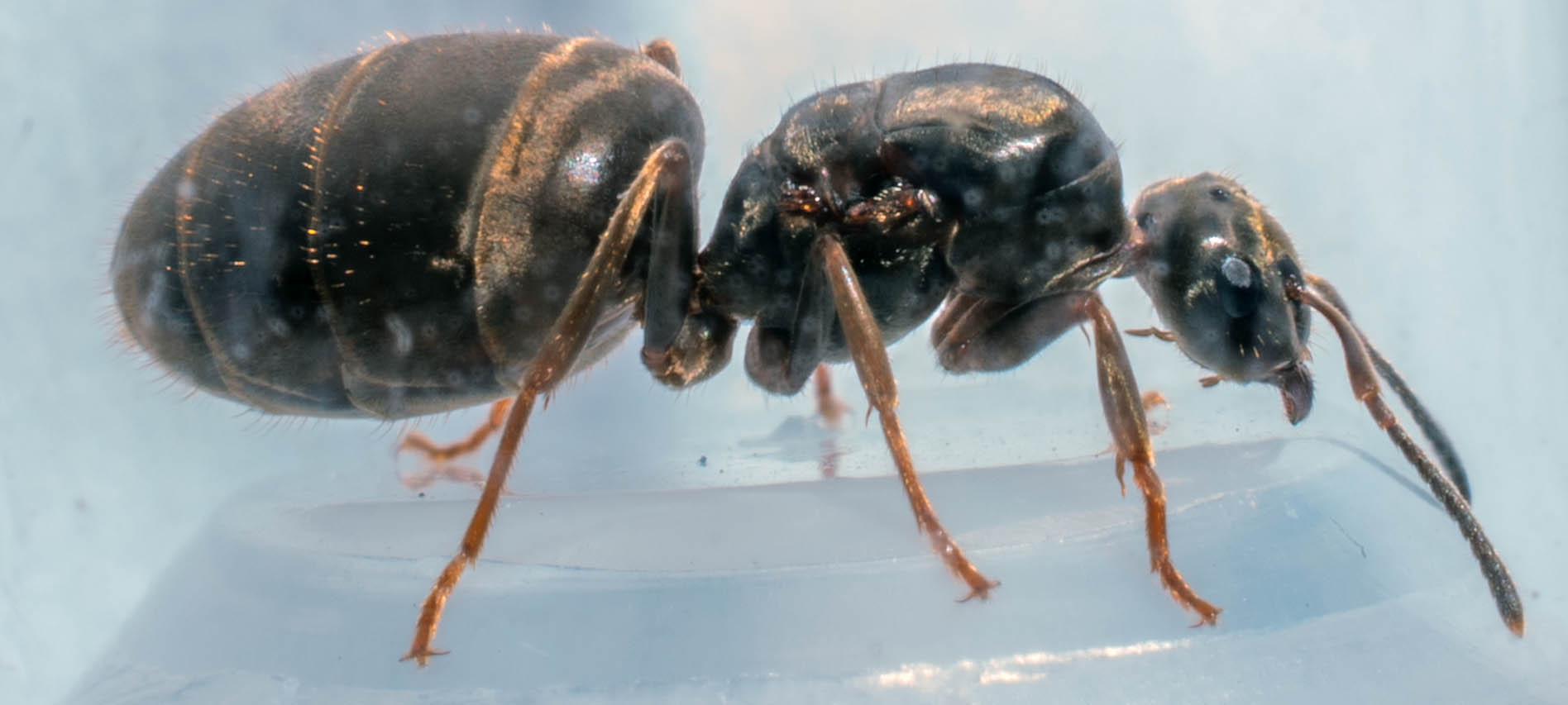 Fondation de Lasius sp. Dsc_7511