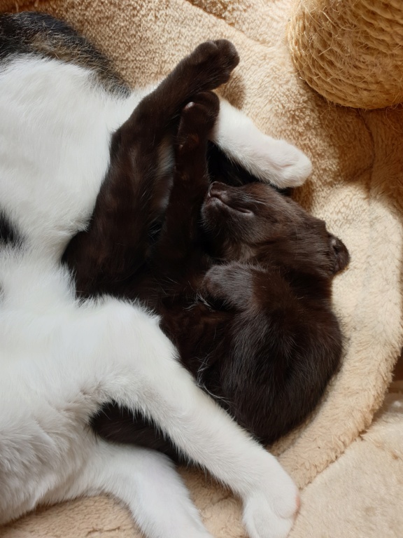 Patchoulie chatonne noire née le 24/05/2019 E10