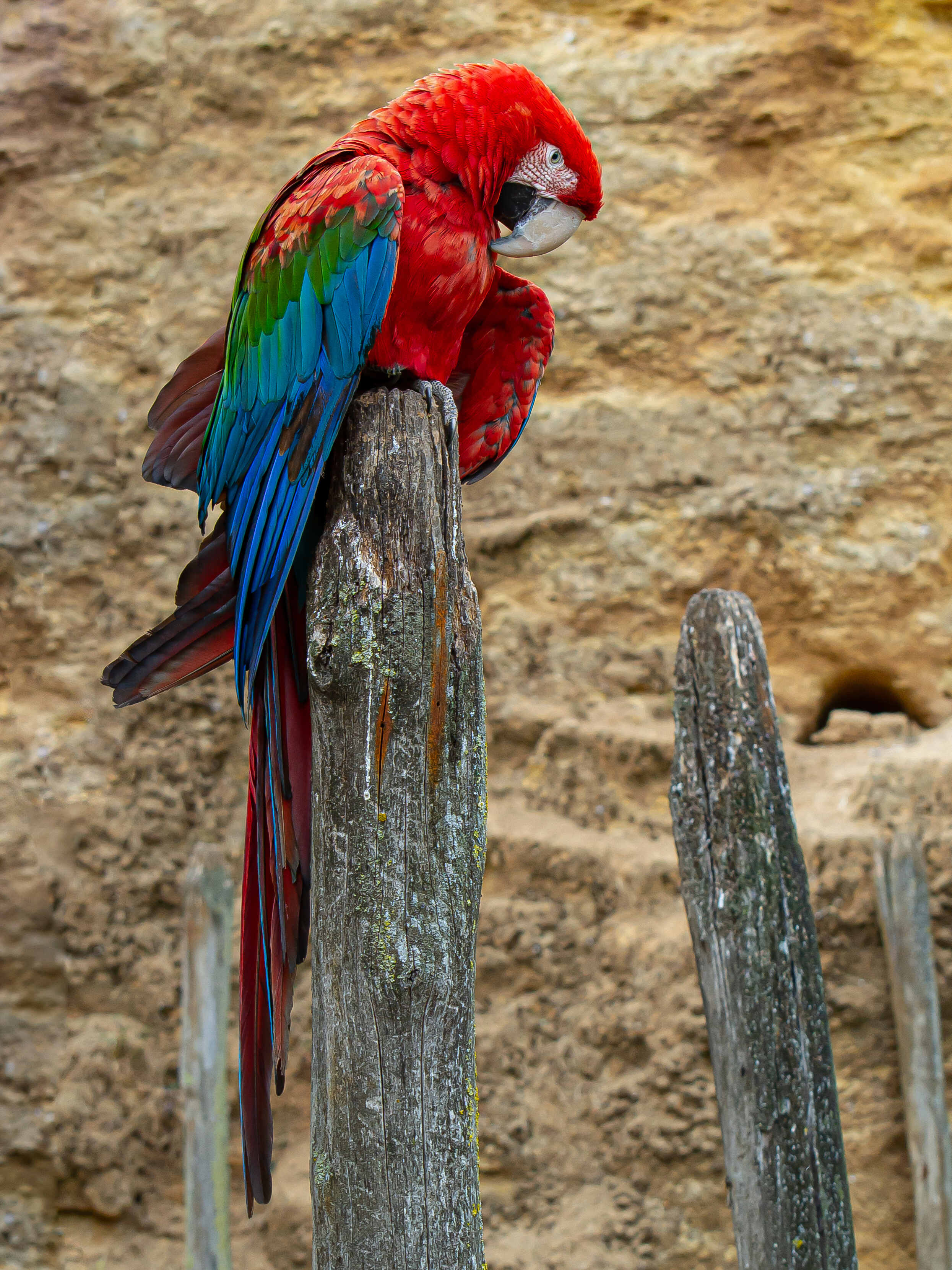 Ara à ailes vertes Ara_ze13