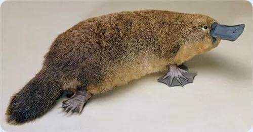 حيوان الدنبوع (Danpoa) يعيش في شمال اسراليا. Fb_img47